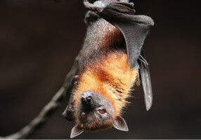 New coronaviruses discovered in bats in Spain, some similar to SARS-CoV-2
