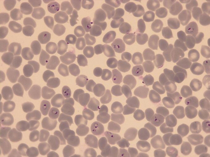 Pharmacology - Health