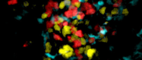 New Phase of the Immune Response Uncovered