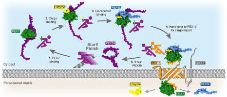 Newly Discovered Protein Passes Enzymes on Like a Baton