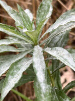 Non-native plant species adapt to natural ecosystems faster than expected