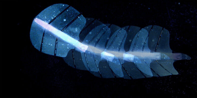 A stingraybot made from microbubble array artificial muscles, directed using ult