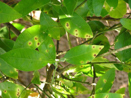 Pathogen hijacks fruit ripening program in citrus plants