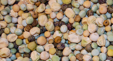 Researchers revive old pea varieties in huge seed collection: 'An untapped gold mine for the future'