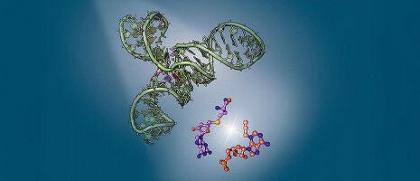 Ribozyme Structure Revealed: Success for RNA Research in W�rzburg
