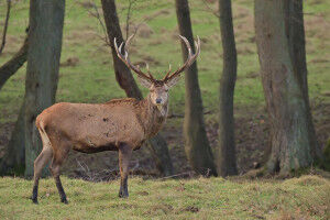 Saving one species... at the expense of others?