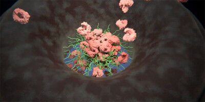 Shapeshifting gates guard the cell nucleus