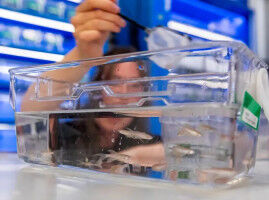 'Stress can have a positive effect on the immune system'