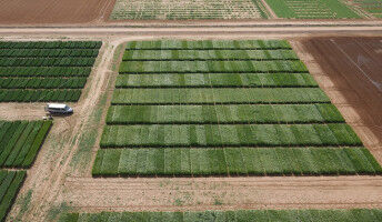 Study identifies the best breeding strategy for more productive wheat varieties