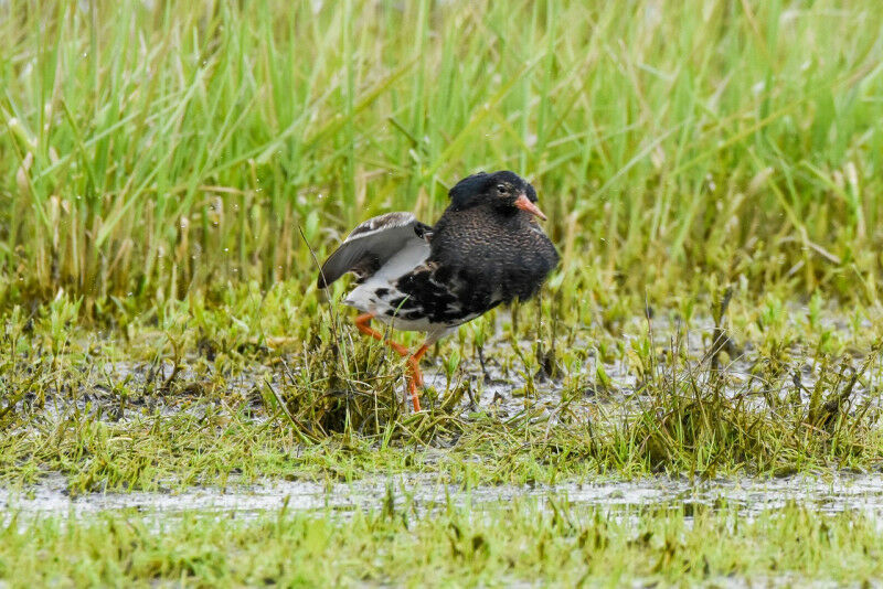 (Image: Pixabay CC0)