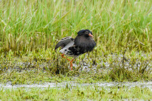 Super Enzyme Helps Regulate Testosterone in Male Birds