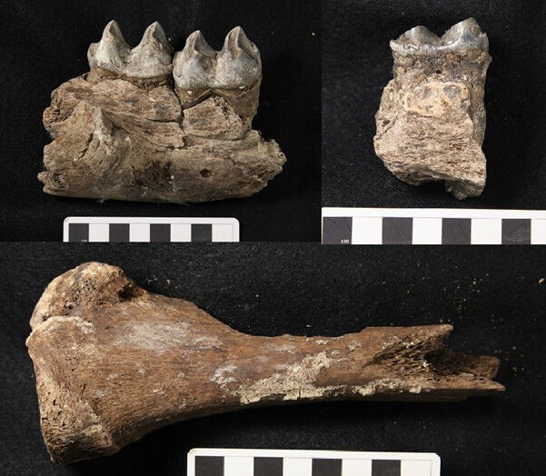 Bone images of the specimens from Mowbray swamp to contrast differences in prese