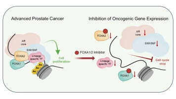 New drug strategy targets key gene regulators in prostate cancer