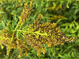 Tempo of invasive species' impacts