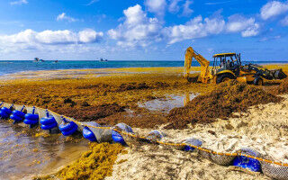 The driver of Sargassum blooms in the Atlantic Ocean
