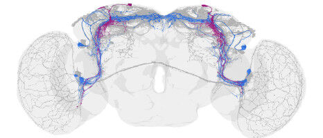 The Minimal Circuit of the Circadian Clock