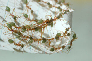 Tiny ants crack the secret to perfect teamwork