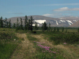 Under the Tundra's Spell