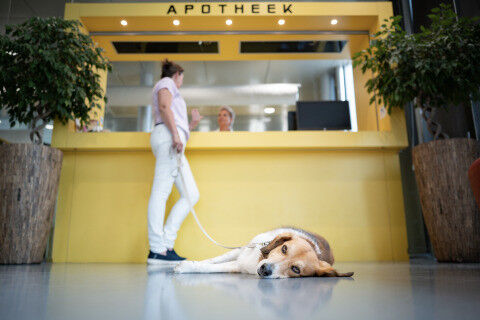 Owner picks up medication for dog at pharmacy counter