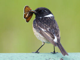 Warning colour or camouflage