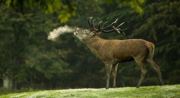 Wild animals divide Danes - but most say 'yes' to red deer and fences