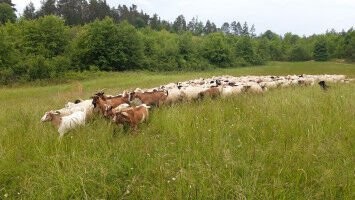 Wolves return: How to keep livestock safe?