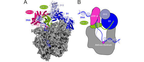 A ring to transcribe them: The unique path of poxviruses