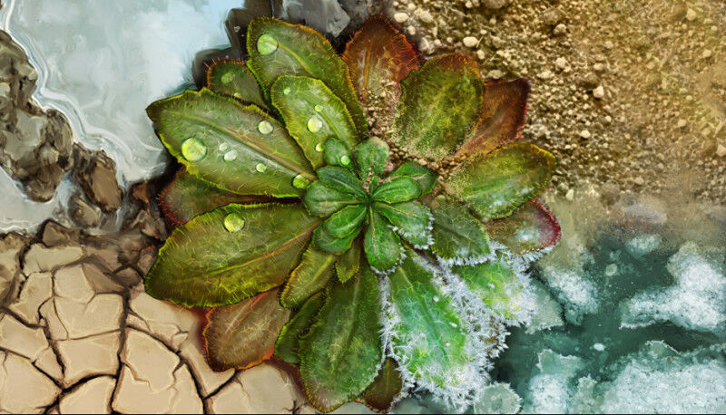 Life Sciences - In a one-of-a-kind experiment, biologists in Europe, the Middle East and U.S. planted 360 small plots of Arabidopsis (above) in various types of climates from alpine to desert and left them for five y Life Sciences