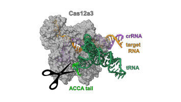 Beyond gene scissors: New CRISPR mechanism discovered