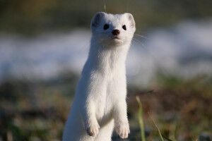 Creating more habitat for stoats with simple piles of stones