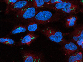Discovery of a bacterial detection mechanism