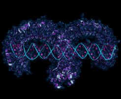 Discovery of tiny RNA fragments unlock giant potential for new autoimmune disease treatments