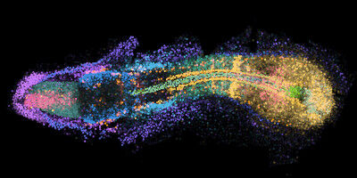 Embryogenesis in 4D: a developmental atlas for genes and cells