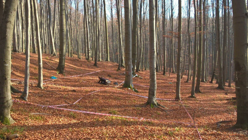 Environment - The data on methane uptake comes from soils in beech and spruce forests, like the typical Central European beech forest shown here. Photo: Martin Maier Environment