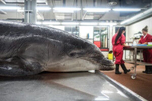 Gray seals don't just bite porpoises: new study shows first damage in dolphins