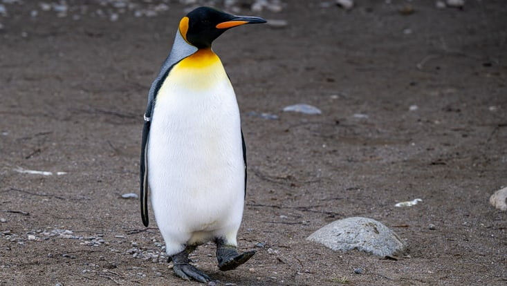 Life Sciences - Photo: Zurich Zoo/P. Süss King penguins at Zurich Zoo Life Sciences