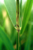 Hidden insect diversity in grass shoots threatened by mowing