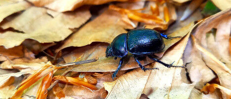 How forest conversion can harm dung beetles