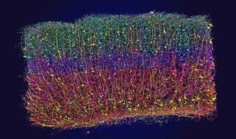 How mice see: newly discovered nerve cells perceive more than just edges