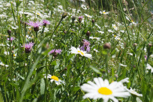How to make species-poor meadows more colorful
