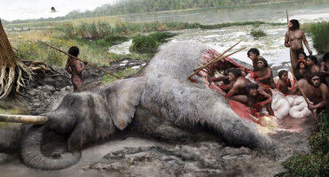 Lots of elephant meat