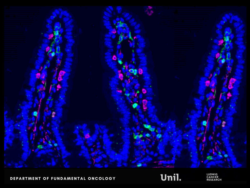 Microscopy image of intestinal lining in mice, shows CD4 (green), CD8 (magenta) 