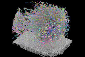 Mapping the brain at the nanometer level
