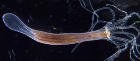 Mechanical forces drive the diversity of life