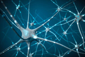 Misplaced Neurons Reveal the Brain's Adaptability