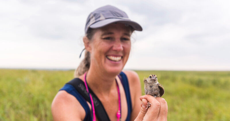 Environment - Western biology Alice Boyle and her collaborator studied the impact of rainfall on bird reproduction. (Picture: Western University) Environment