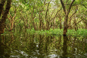 Safeguarding climate-resilient mangroves requires only a moderate increase in the global protected area