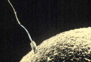 Seasonality likely to affect male fertility