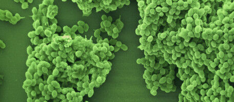 Silencing bacteria can worsen heart infections