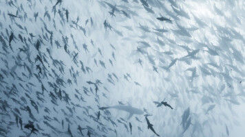 Smaller fish and changing food webs - even where species numbers stay the same